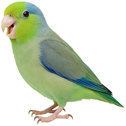 Pacific Parrotlet